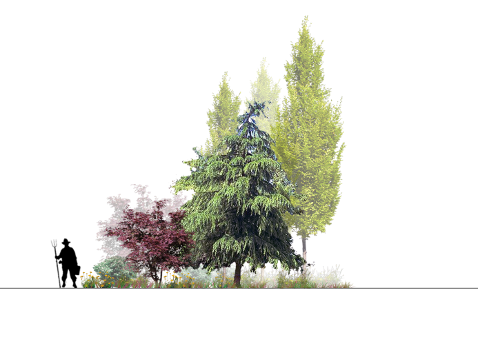 cad剖面图集资料下载-建筑景观常用树植物立面剖面彩图PSD素材