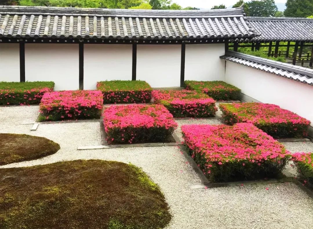 [分享]"素人"绿篱,真香!