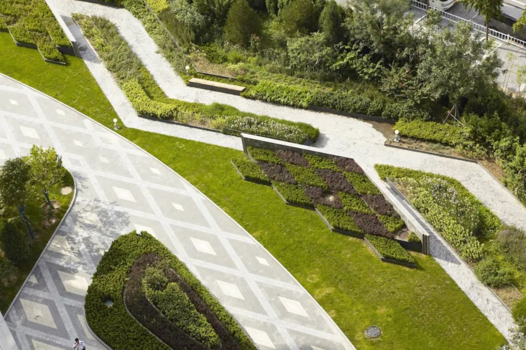 "素人"绿篱,真香!-景观设计-筑龙园林景观论坛