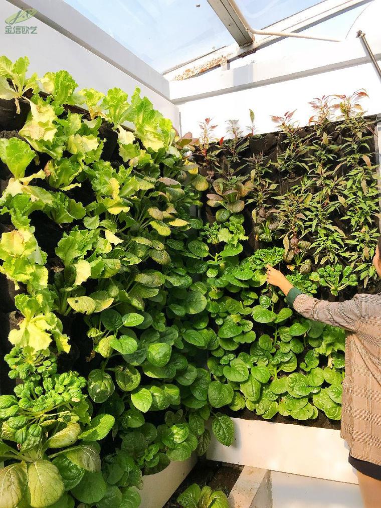 [分享]蔬菜墙来了,不出门吃上有机蔬菜