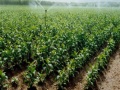 节水和净水型生态农业灌溉技术