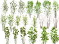 高清园林树木PS素材 (1~5)