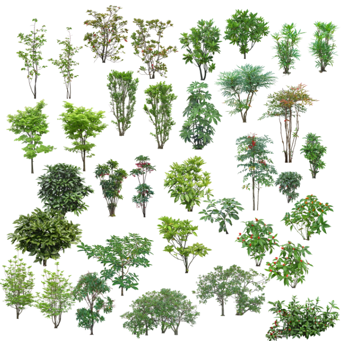 ps园林素材立面资料下载-高清园林树木PS素材 (6)