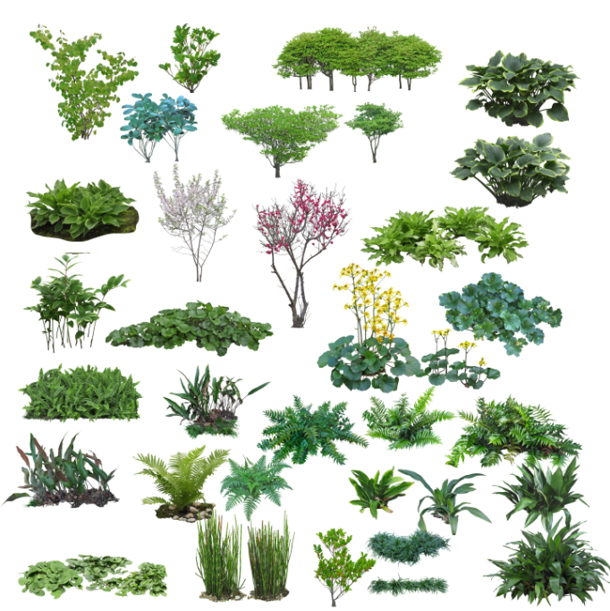 植物ps素材图资料下载-高清园林树木PS素材 (7)