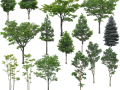 高清园林树木PS素材（10）-绿色乔木
