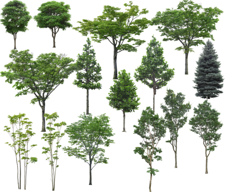 ps园林素材立面资料下载-高清园林树木PS素材（10）-绿色乔木