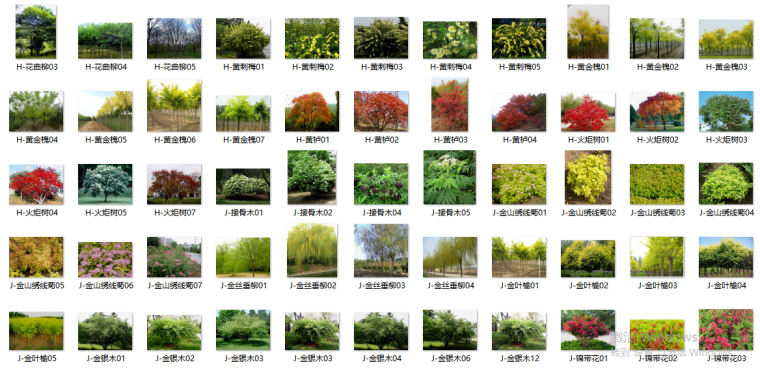 最全苗木表植物品种、苗木选型、苗木表图库-III区苗木选型标准图（沈阳、大连、北京、天津、天水）（2）