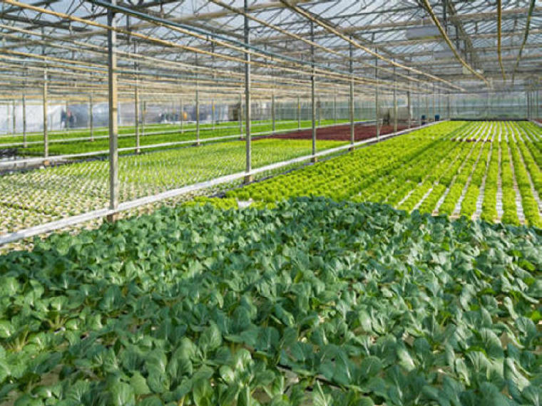 基础设施cad资料下载-蔬菜基地基础设施项目基础配套招标资料