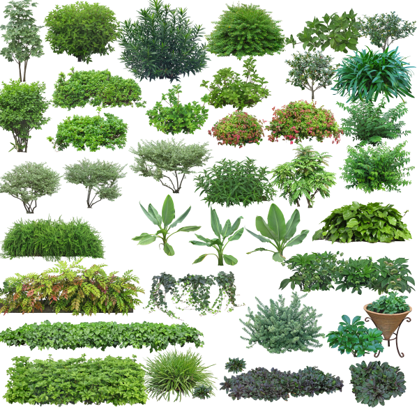 ps园林素材立面资料下载-高清园林树木PS素材（9）-绿篱、花带、球灌