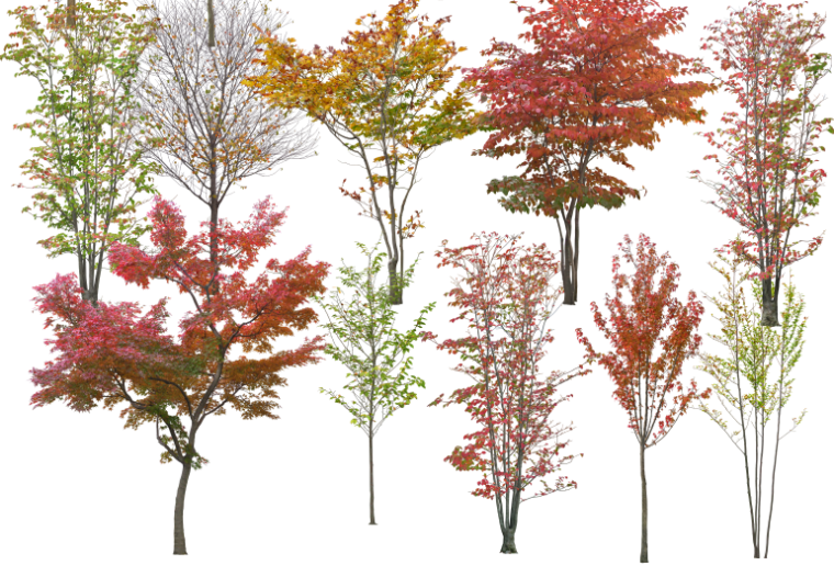 建筑分析ps素材资料下载-高清园林树木PS素材（8） -彩叶树种