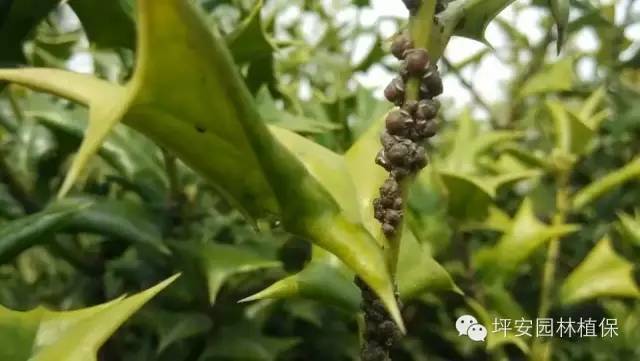 植物园林模型资料下载-植保预警|五月份园林植物养护技术要点