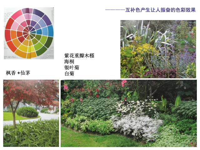 干货丨园林植物的色彩及质感-景观植物-筑龙园林景观论坛
