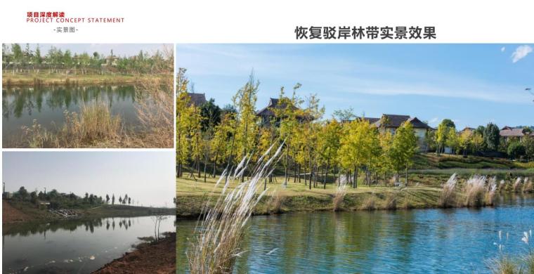 [云南]回归田园生态住宅景观设计-恢复驳岸林带实景效果