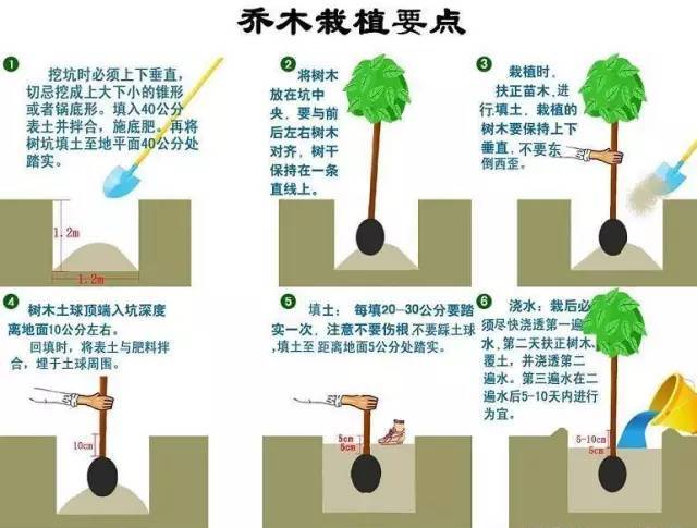 cad园林植树资料下载-园林植物绿化常见问题解答