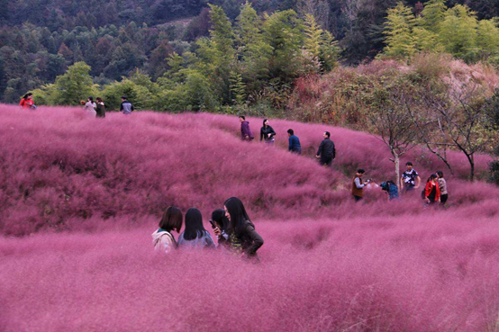 乡村庭院植物资料下载-一起去乡村“种草”