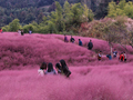 一起去乡村“种草”