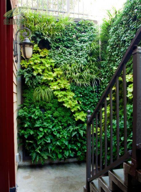 室内景观墙su资料下载-爬藤类植物墙也能用于室内