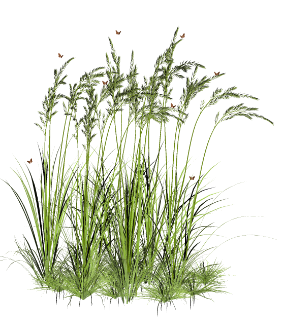 超清草地植物免抠素材