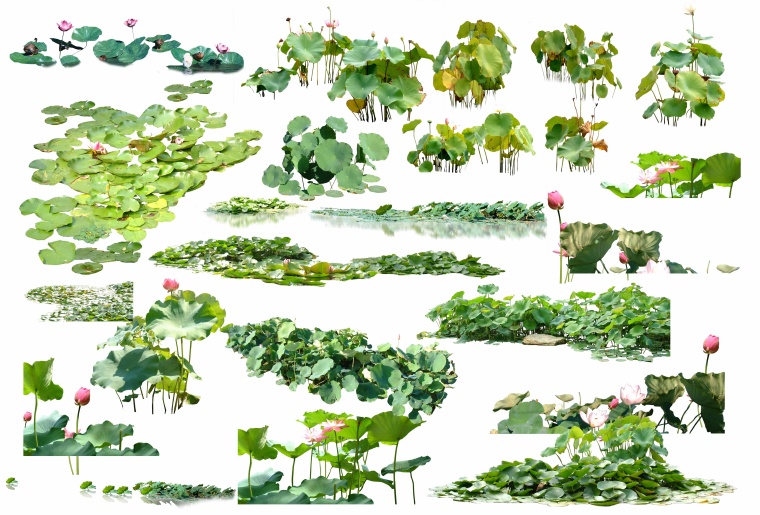 河岸水生植物cad图资料下载-15套水生植物·乔木·鸟兽素材