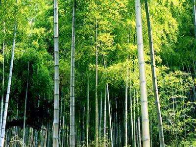 毛竹-景观植物-筑龙园林景观论坛