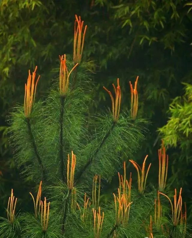 (一) 常綠針葉樹