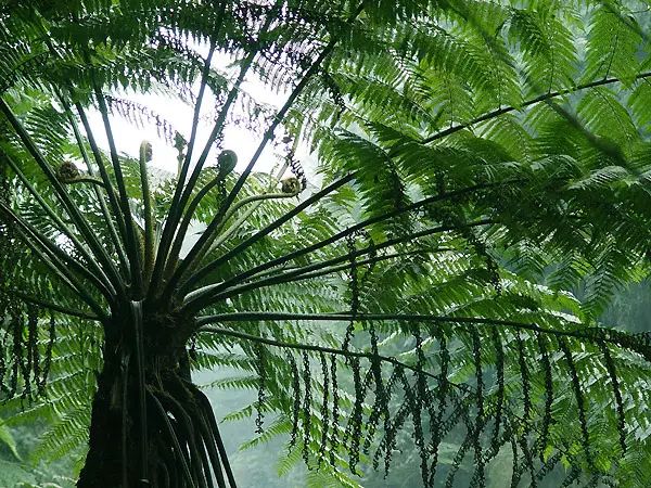 桫椤 alsophila spinulosa 大家好,我不是写瓦尔登湖的那个梭罗!