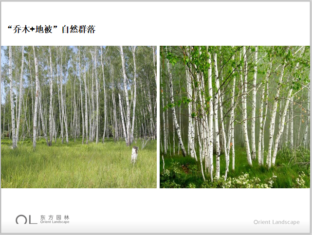 北方园林植物生态景观的营造建议-4-“乔木+地被”自然群落