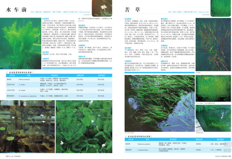 水体植物景观-植物设计师应用手册-7-水车前、苦草