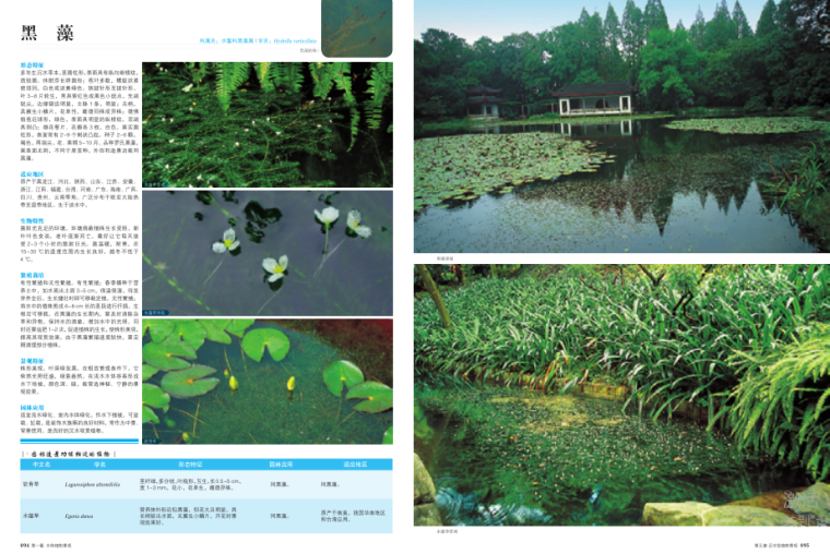 水体植物景观-植物设计师应用手册-8-黑藻