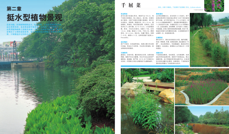 水体植物景观-植物设计师应用手册-2-挺水植物概述