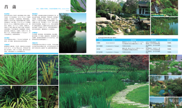 水体植物景观-植物设计师应用手册-4-菖蒲