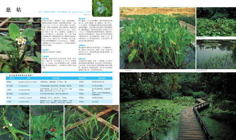 水体植物景观-植物设计师应用手册-5-慈姑