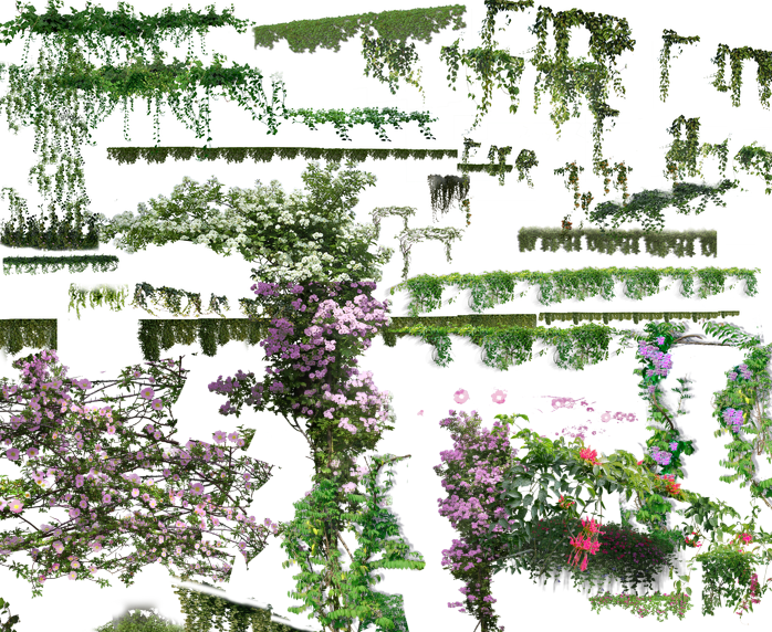 景观PSD植物素材资料下载-园林植物-藤本植物psd素材