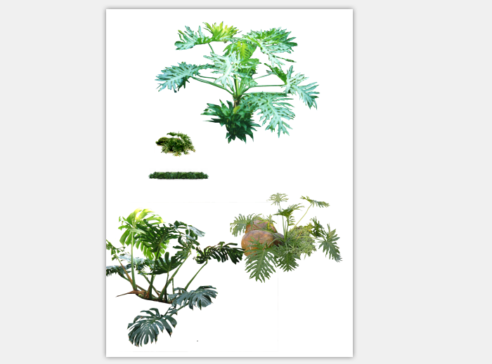 园林植物su素材资料下载-园林植物春羽刺桐丛生连翘丛生石榴psd素材