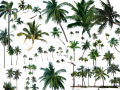 园林植物海南椰子、椰子树psd素材