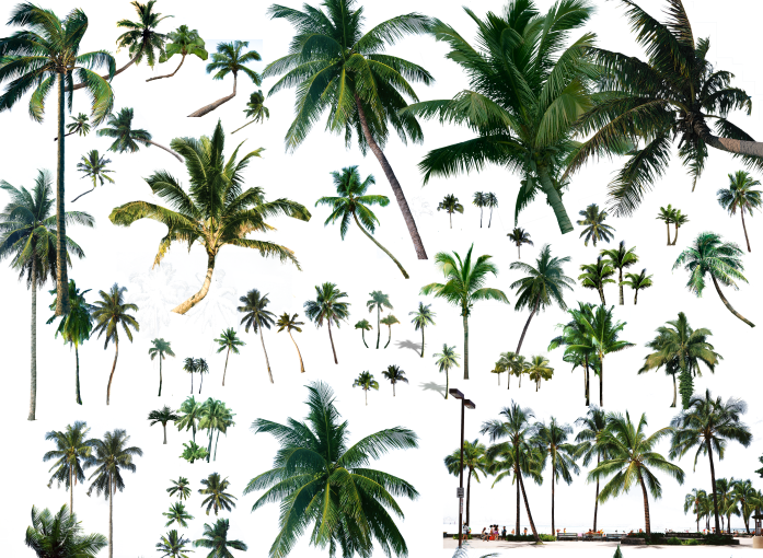 国外植物素材psd资料下载-园林植物海南椰子、椰子树psd素材