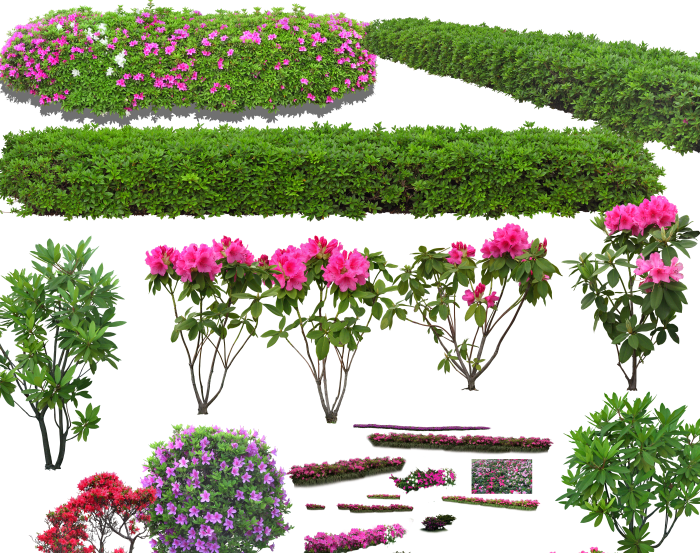 园林植物大叶紫薇_董棕_杜鹃_法国冬青psd