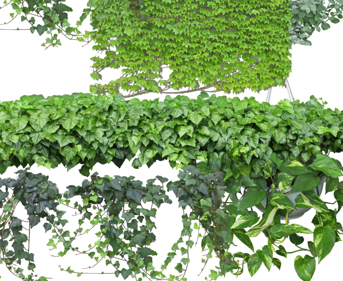 园林植物-藤本植物psd素材