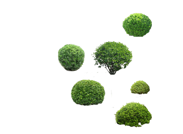 园林植物大红花大王椰子大叶黄杨球psd素材