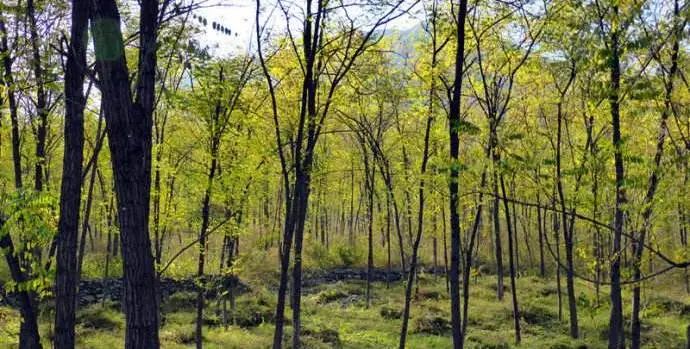 [分享]杂谈| 什么是杂木林?