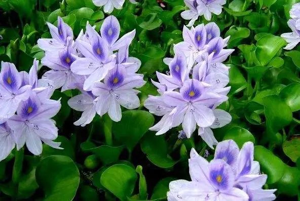 沉水花卉: 根生长水中,植株体也浸在水中,只有生殖生长时伸出水面.