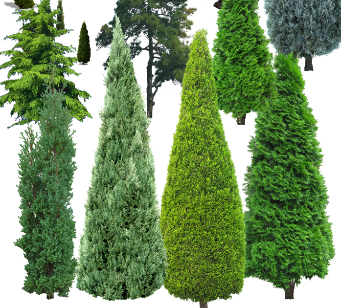 丝兰松柏苏铁塔形罗汉松桃花心木psd素材