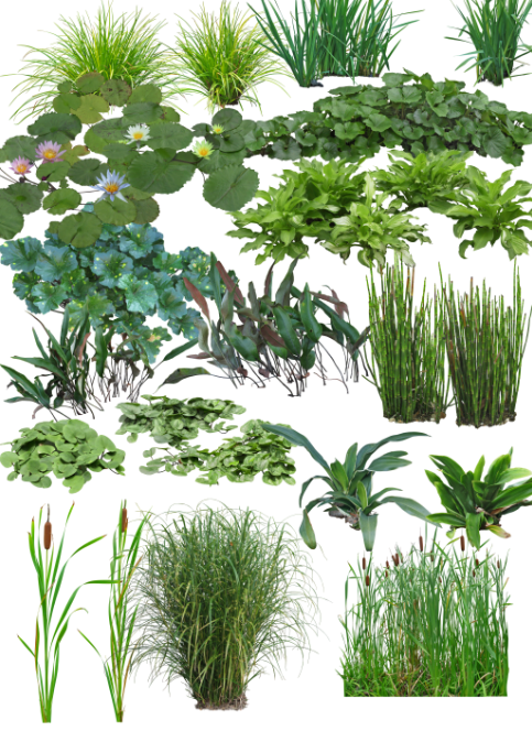 水彩平面植物素材资料下载-园林植物-水边素材和水生植物素材psd格式