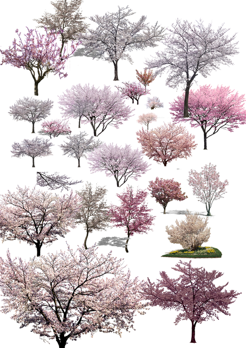 花植物su模型资料下载-园林植物-观花树种前景树樱花psd素材