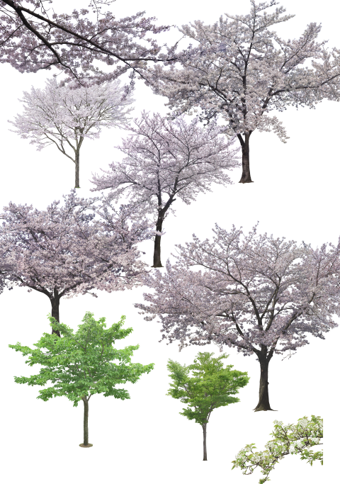 园林植物-观花树种前景树樱花psd素材-配景素材-筑龙渲染表现论坛