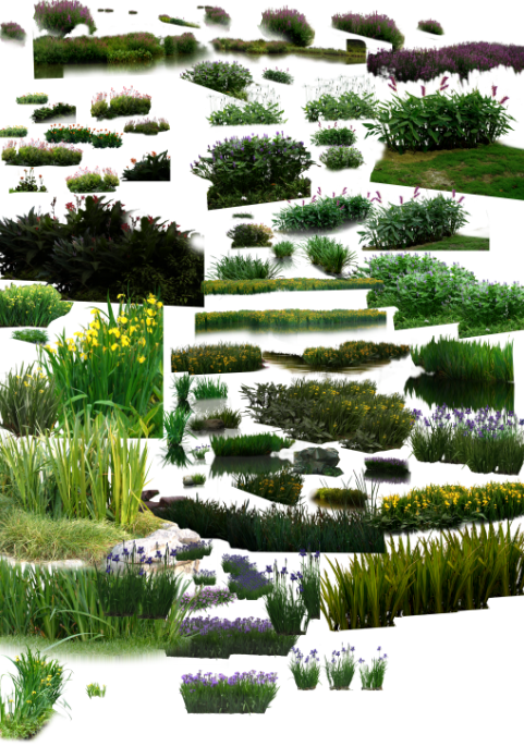 园林植物-水边素材和水生植物素材psd格式