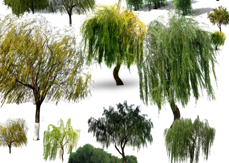 老人葵勒杜鹃亮叶朱蕉朱蕉柳树龙柏psd素材