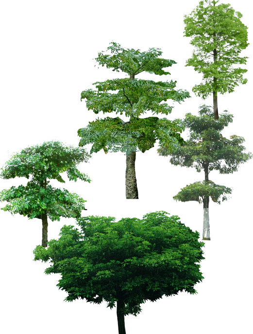 园林植物南天竹南洋杉南洋楹盆架子枇杷psd