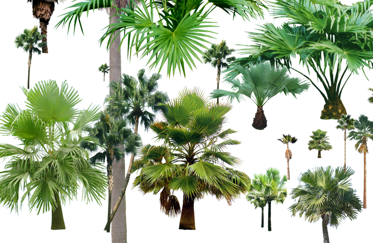 园林植物蒲葵psd素材