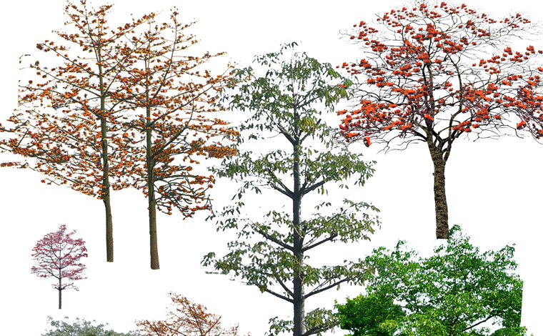 美丽异木棉美丽针葵美人蕉木槿木棉psd素材